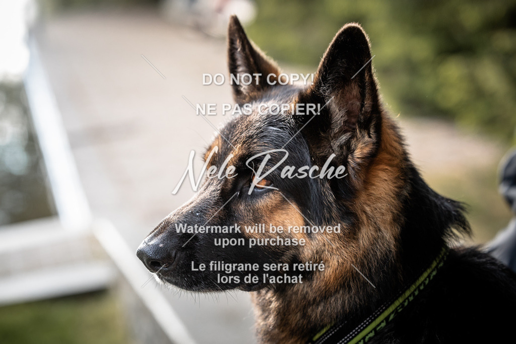 nelerasche_SaAbends_522 | nelerasche