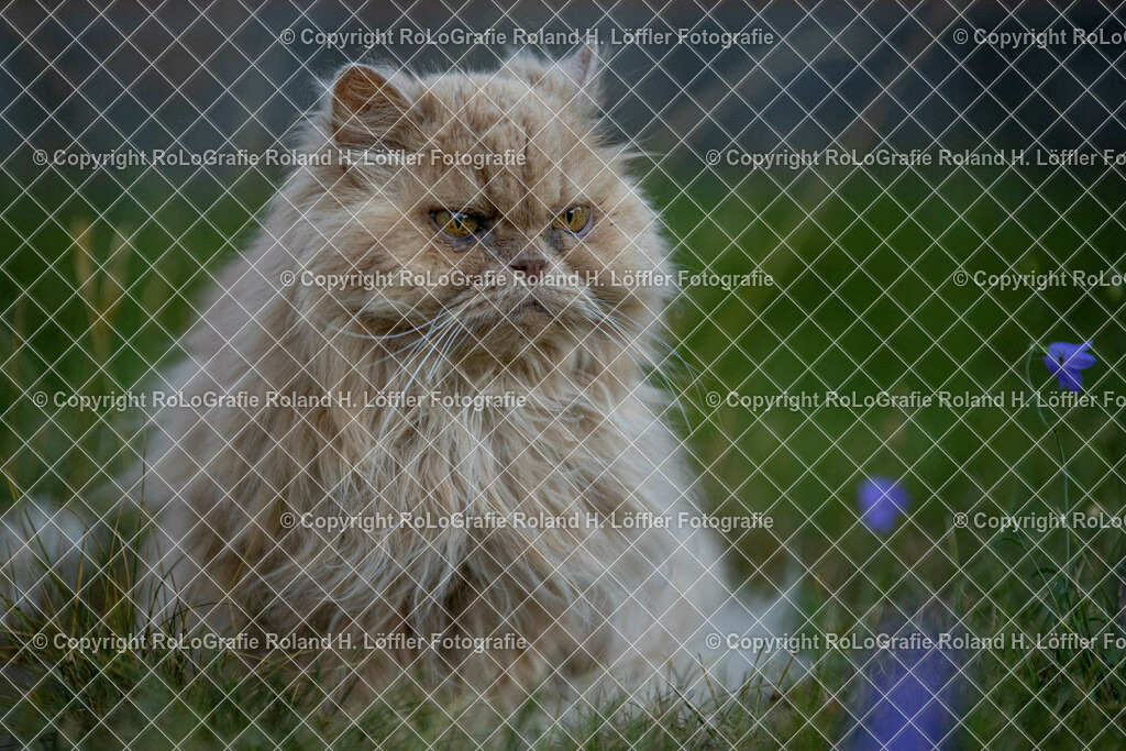 Perserkater_03 | Perserkater Balu sitzt im Garten - Realisiert mit Pictrs.com