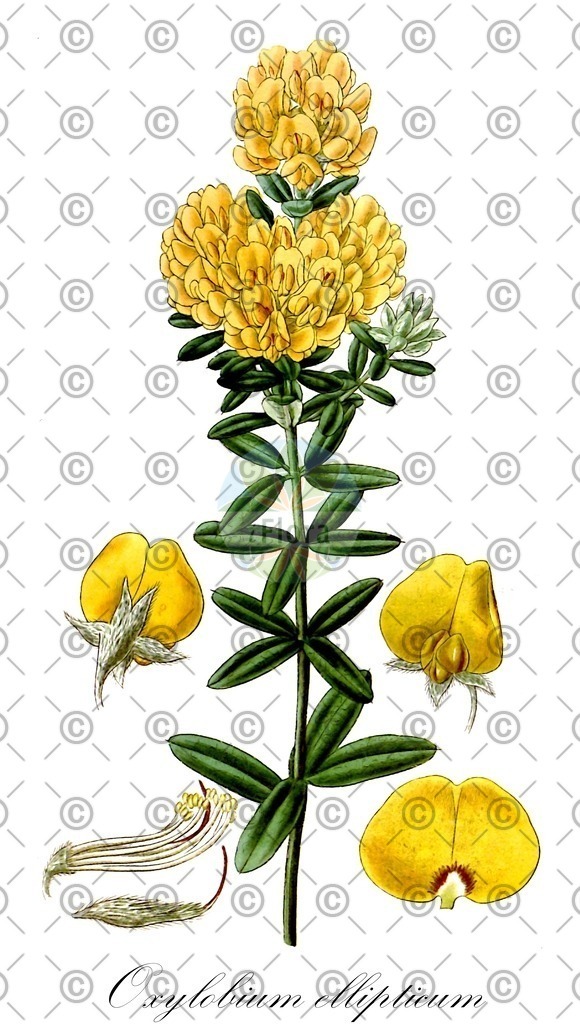 HistAbb_wfo-0001102301_1_ENZY_Simple | Historische Abbildung von Oxylobium ellipticum - Fabaceae | Historical Illustration of Oxylobium ellipticum - Fabaceae