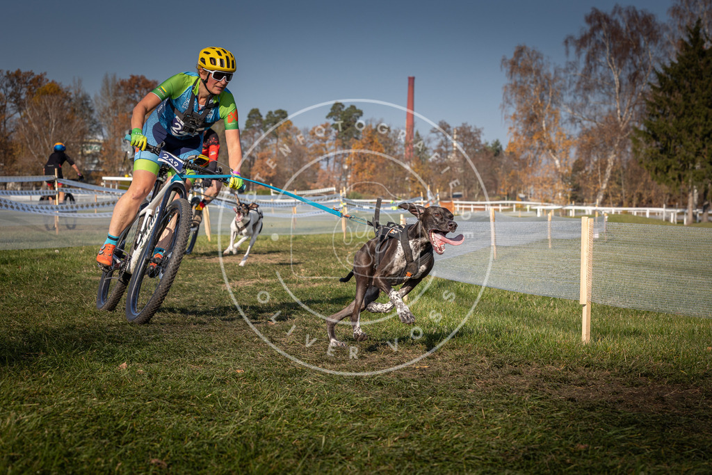 CaniXpix_0L8A6909 | Hundefotografie, Tierfotograf, Pfotenfotografie, Fotoshooting Hund, Hunde Portrait, Hundesport, Hundeportraits, Heideshooting, Hunde, Sportfotograf, Hundefotograf, Turnierhundsport, THS,  - Realisiert mit Pictrs.com