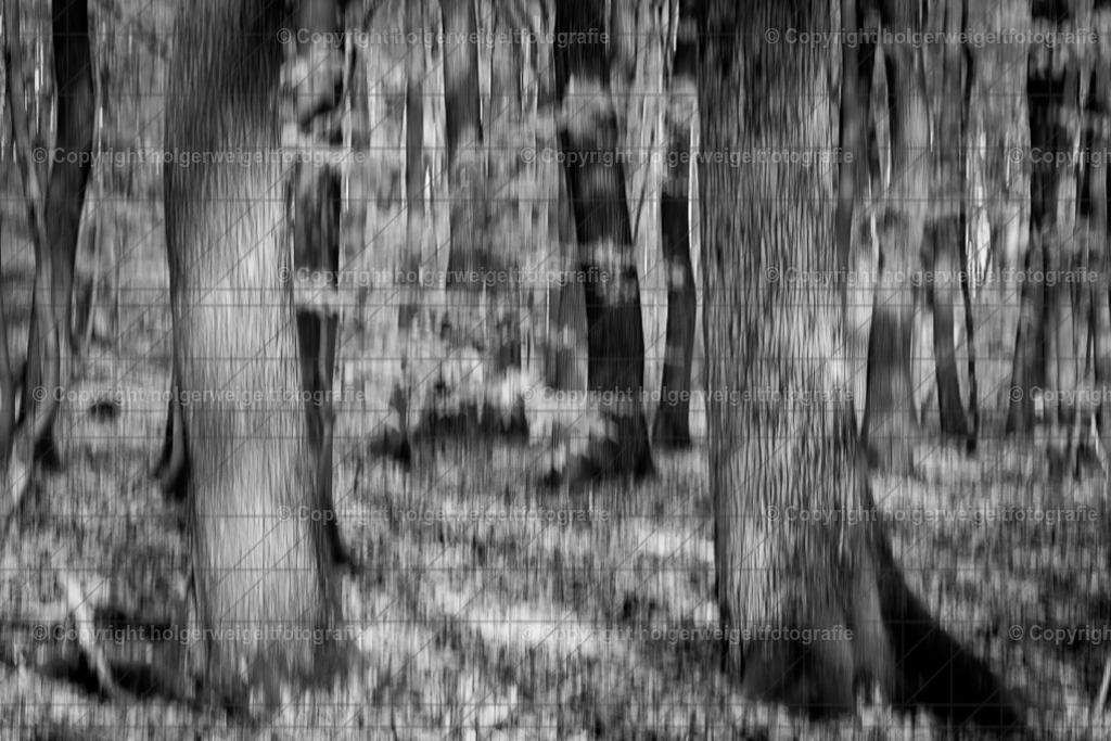 Baumig | Kaufen sie online außergewöhnliche Fotografien auf Leinwand Acrylglas Fotoprint Aludibond von holgerweigeltfotografie - Realized with Pictrs.com