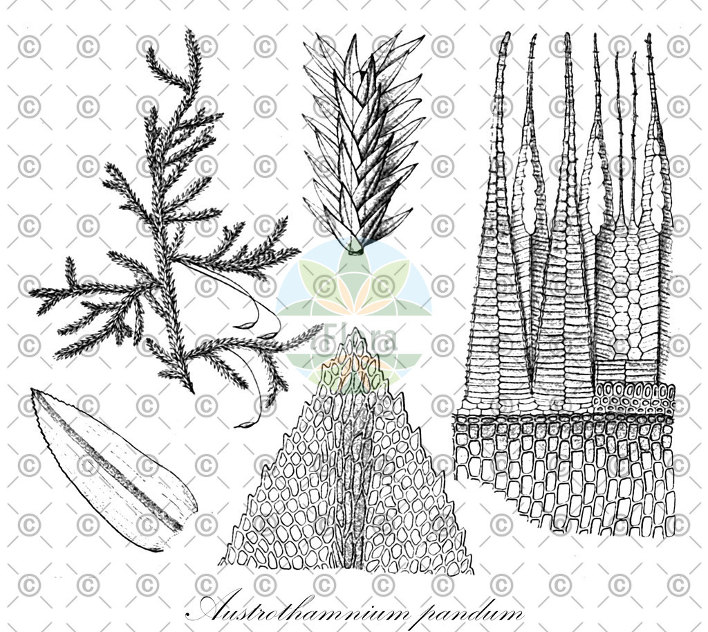 HistAbb_wfo-0000302774_1_ENZY_Simple | Historische Abbildung von Austrothamnium pandum - Neckeraceae | Historical Illustration of Austrothamnium pandum - Neckeraceae