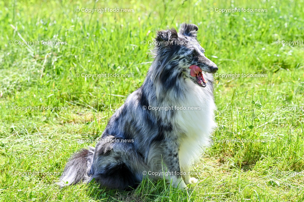 Hunde_ Shelties_ 26.05.2023-13 | 26.05.2023, Povazska Bystrica, SVK, Hund, Hunde, im Bild Dog, Hund, Sheltie, Shetland Sheepdog

Bakari, Iris, Arrigo, Ashley, Amy, Abbey