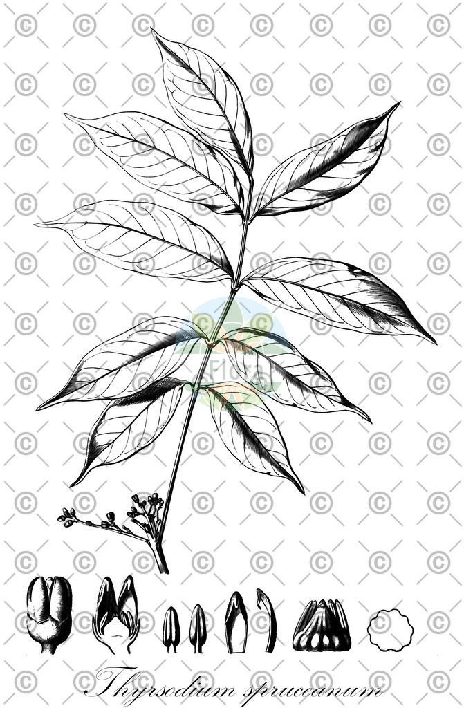 HistAbb_wfo-0001207946_1_ENZY_Simple | Historische Abbildung von Thyrsodium spruceanum - Anacardiaceae | Historical Illustration of Thyrsodium spruceanum - Anacardiaceae
