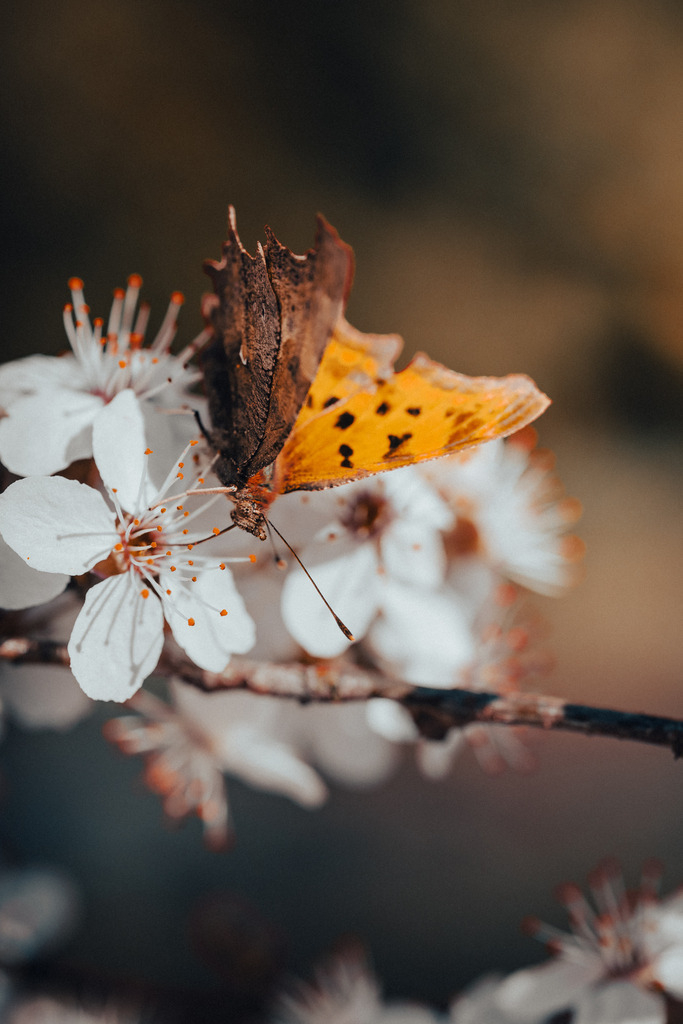 Der Falter | Ich bin ein Fotograf aus Berlin und fotografiere aus Spaß an der Freude :) Meinen Motiven setze ich keine thematischen Grenzen. Somit bin ich beispielsweise in der Tierfotografie, Landschaftsfotografie, Sportfotografie sowie Streetphotography anzutreffen.