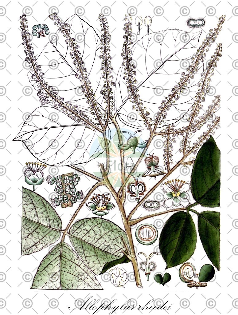 HistAbb_wfo-0000526841_1_ENZY_Simple | Historische Abbildung von Allophylus rheedei - Sapindaceae | Historical Illustration of Allophylus rheedei - Sapindaceae