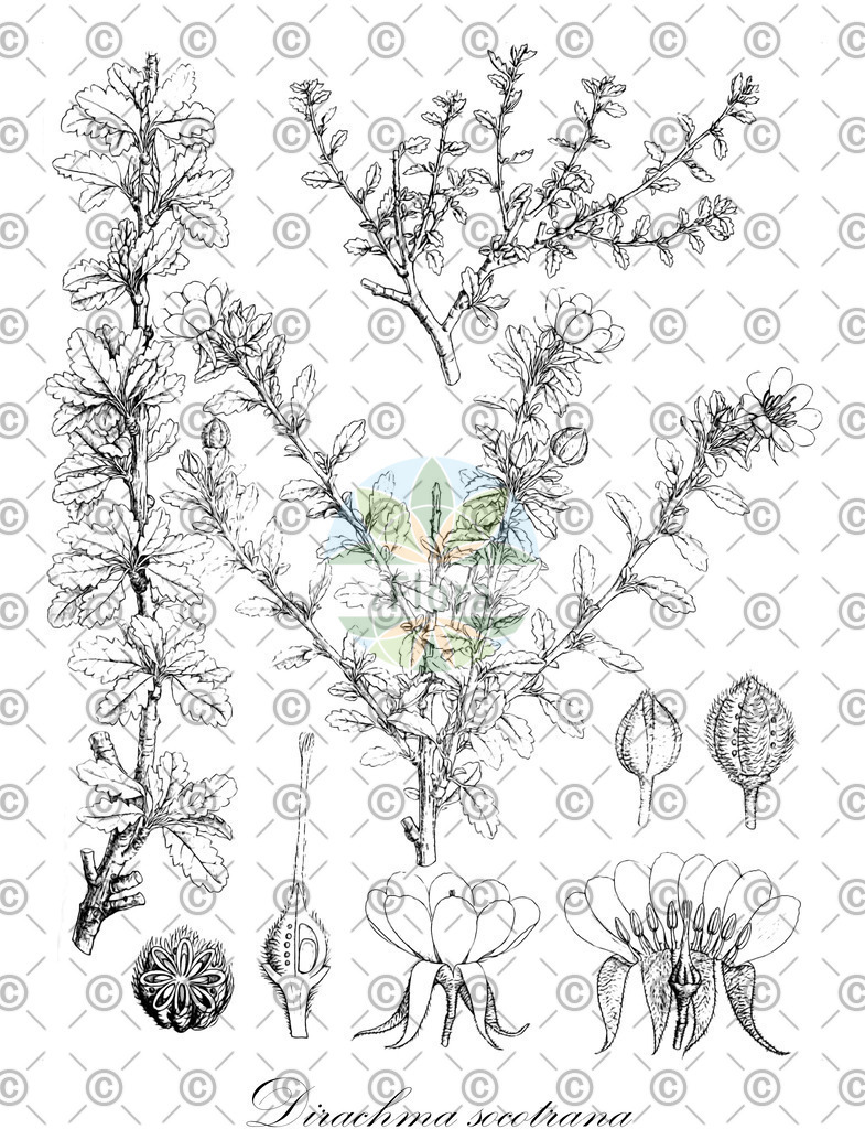 HistAbb_wfo-0000651503_2_ENZY_Simple | Historische Abbildung von Dirachma socotrana - Dirachmaceae | Historical Illustration of Dirachma socotrana - Dirachmaceae