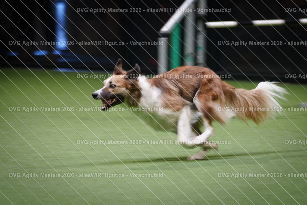 allesWIRTHgut_Tierfotografie-DVG_Agility_Masters_2026-16_51-7R508879 | Professionelle Tierfotografie in Mönchengladbach von Daniel Wirth (allesWIRTHgut). Liebevolle & natürliche Bilder von Hunden & Katzen für unvergessliche Erinnerungen.