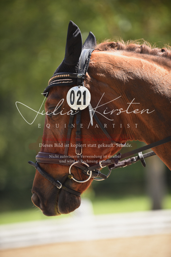 DSC_1299 | Pferde- und Turnierfotografie in Westsachsen. Pferdeportraits, Auftragszeichnungen und intuitive Kunst.