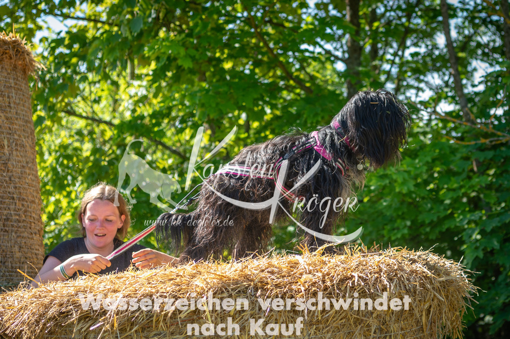 1036STR_5498 | kk-dogfotos