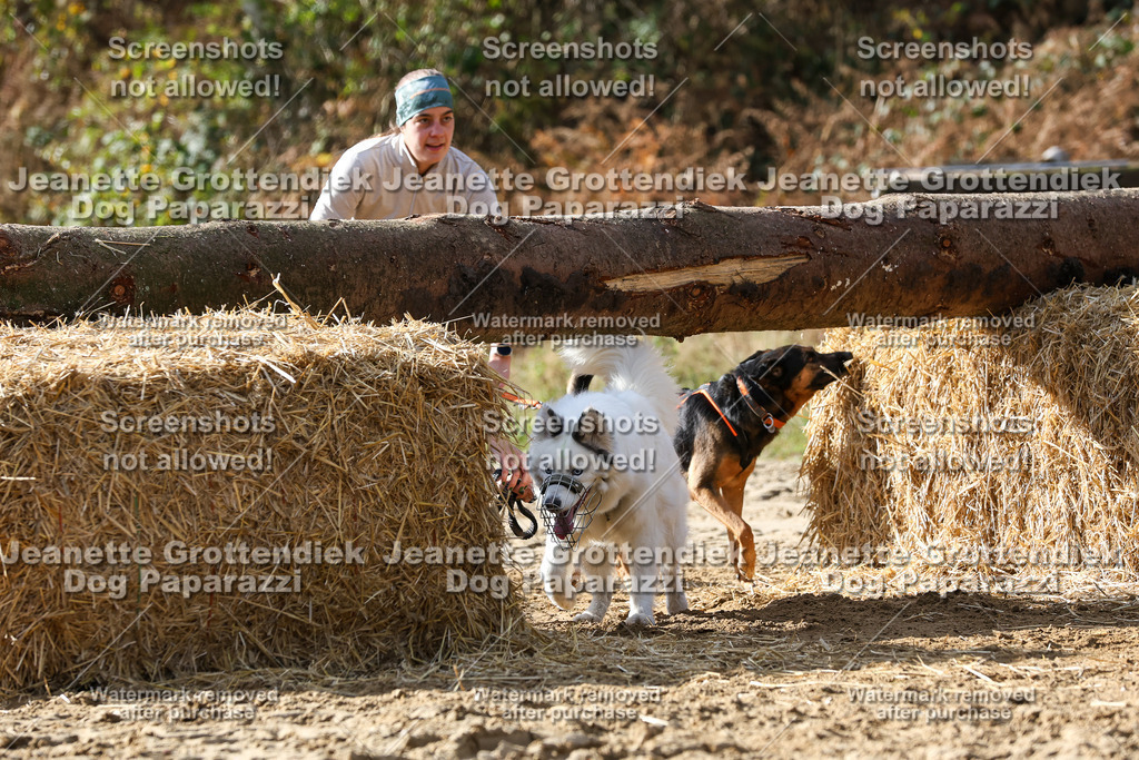 Dog Paparazzi - Strongdog 10-25-5662 | Dog Paparazzi Jeanette Grottendiek Fotografie & Videografie - Realisiert mit Pictrs.com
