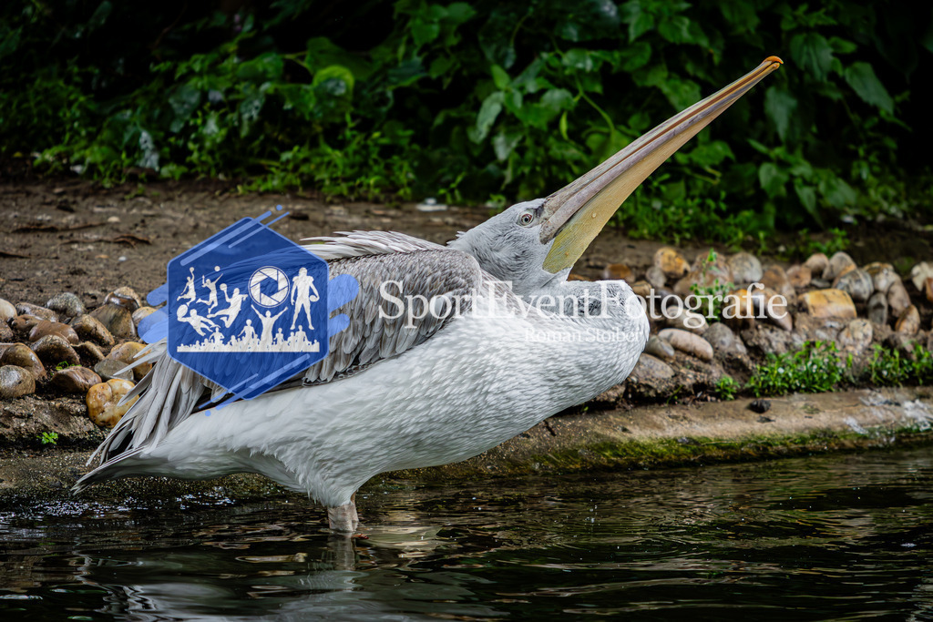 IMG_5754 | SportEventFotografie - Roman Stoiber