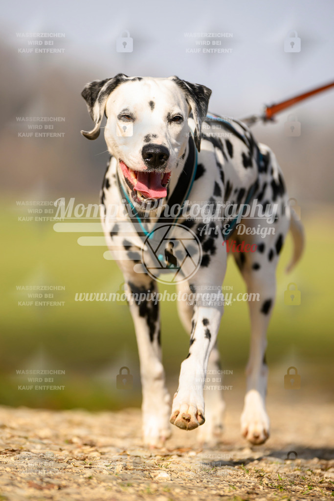 MompixPhotography_6ReiatRennen2026_SA_HappyDog-99 | PayLife