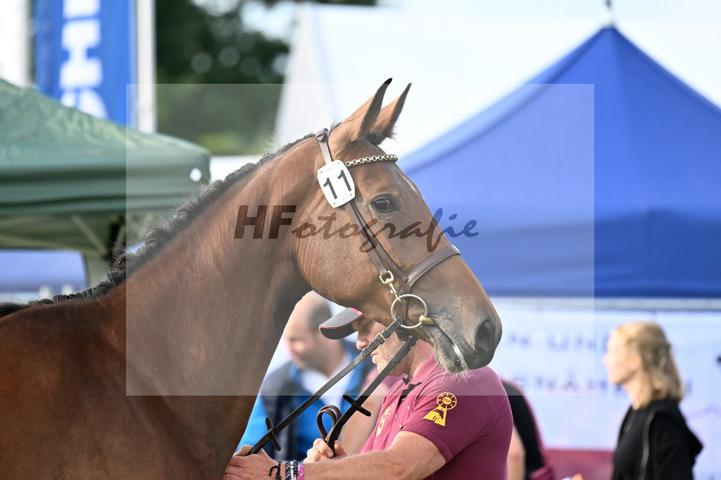 Kat-Nr. 11 Beauty Girl H.S. v. Cullinan du Borget B_Sommer_30250129 | hf-fotografie - Realisiert mit Pictrs.com