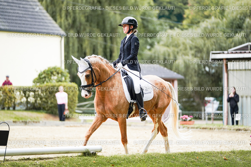 DSC01148 | Pferdegrafie