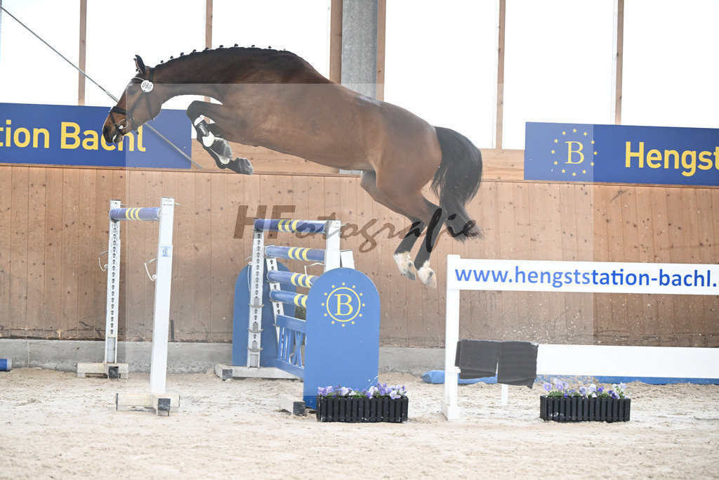 Kat-Nr. 60 Nikita F v. Uricas van de Kattevennen_Fischer_7240303 | hf-fotografie - Realisiert mit Pictrs.com