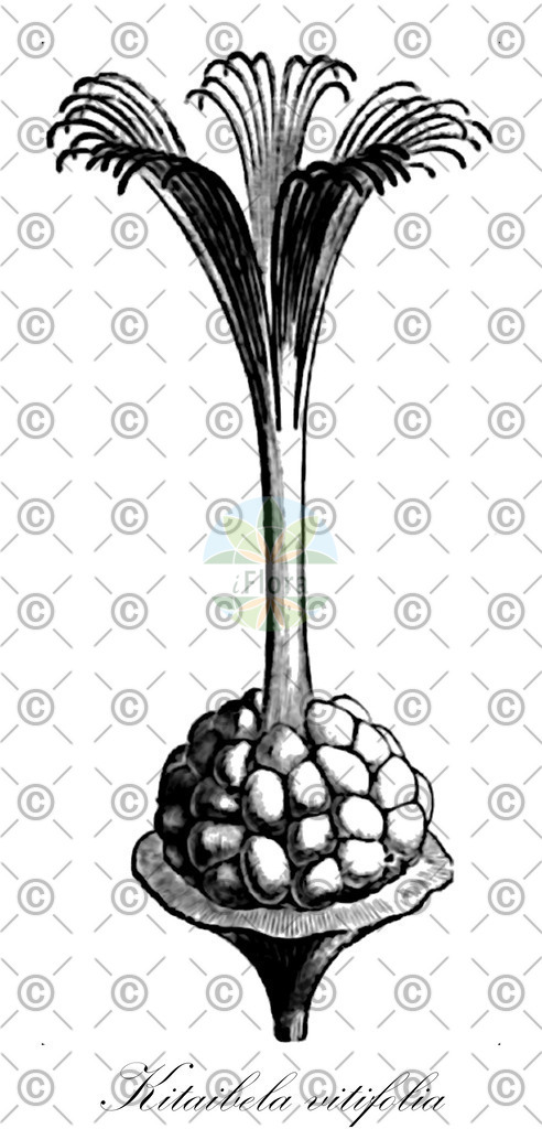 HistAbb_wfo-0000221090_1_ENZY_Simple | Historische Abbildung von Kitaibela vitifolia - Malvaceae | Historical Illustration of Kitaibela vitifolia - Malvaceae