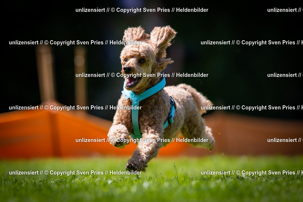 Sven Pries | 2025-08-10 - Hunderennen Durlach - Realisiert mit Pictrs.com