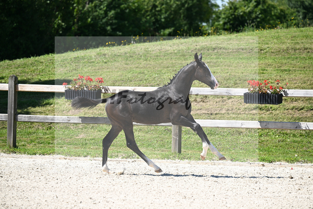 Kat-Nr. 15 Cullinen du Borget B x Zirocco Blue_HF_Pollnow_24250339 | hf-fotografie - Realisiert mit Pictrs.com