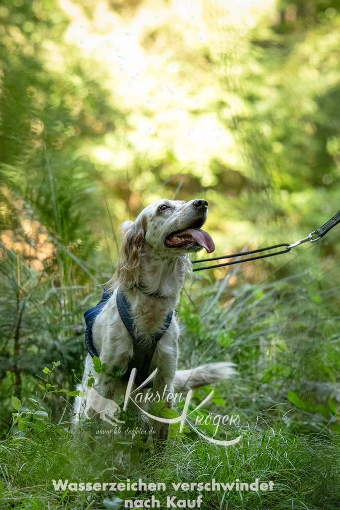 1404_ZZ94375-Bearbeitet | kk-dogfotos