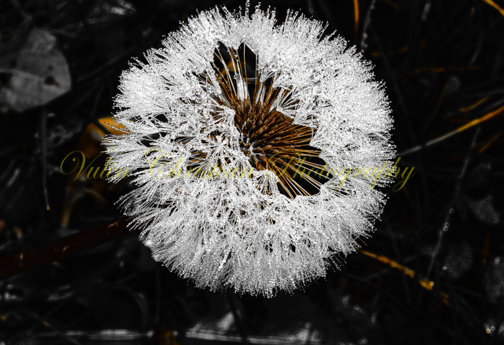 P 12 | Christian Vulin  - Realisiert mit Pictrs.com