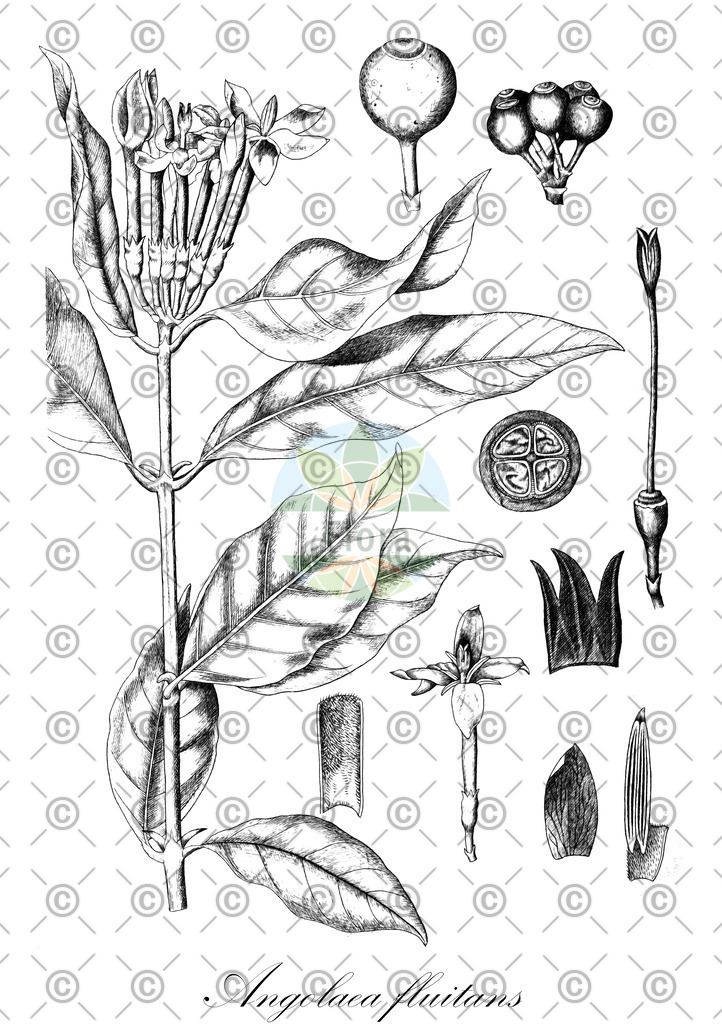 HistAbb_wfo-0000536542_353_ENZY_Simple | Historische Abbildung von Angolaea fluitans - Podostemaceae | Historical Illustration of Angolaea fluitans - Podostemaceae