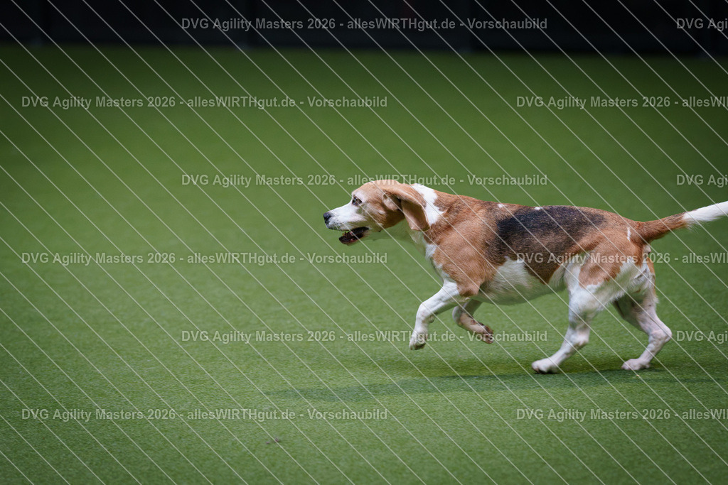 allesWIRTHgut_Tierfotografie-DVG_Agility_Masters_2026-11_22-7R505800 | Professionelle Tierfotografie in Mönchengladbach von Daniel Wirth (allesWIRTHgut). Liebevolle & natürliche Bilder von Hunden & Katzen für unvergessliche Erinnerungen.