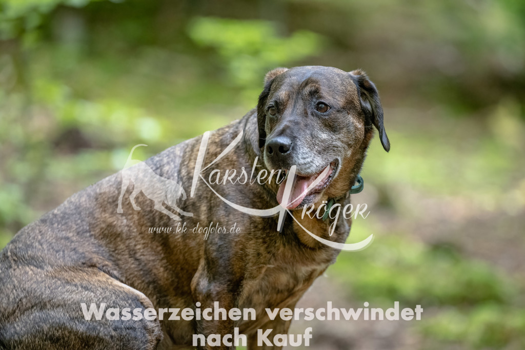1243_ZZ91155-Bearbeitet | kk-dogfotos