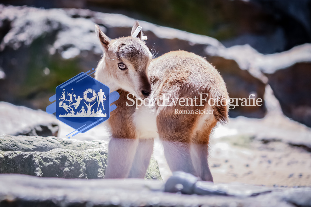 IMG_20100605_500 | SportEventFotografie - Roman Stoiber