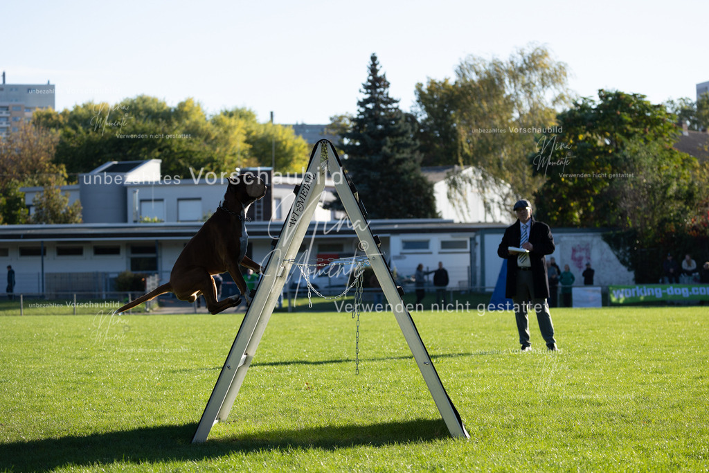 _16A4861 | Einzigartige Fotos von Hunden & Menschen –Actionfotos, Portraits, Vereinsaufnahmen & Paarshootings – authentisch, lebendig & mit Herz.