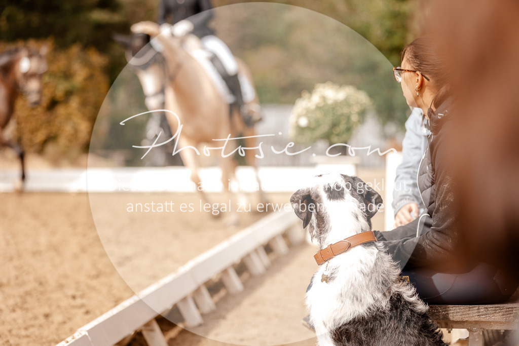 3I6A7533 | Stimmungsvolle Portraits und Reitsportfotografie im Ruhrgebiet und im Münsterland.

Pferdefotografie, Hundefotografie, Tierfotografie, Reportagen, Portraits von Tier und Mensch, Turnierfotografie in Bochum, Recklinghausen, Marl, Haltern am See, Dülmen.. - Realisiert mit Pictrs.com