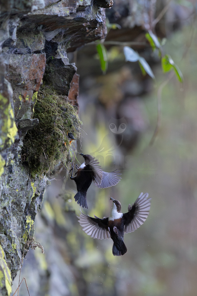 R6NF0662_20260419 | Zwei Wasseramseln (Cinclus cinclus) sind in der Luft vor einem moosbewachsenen Nest an einer Felswand zu sehen. Einer der Vögel fliegt mit Nistmaterial, während der andere ein Insekt im Schnabel hält, um die im Nest wartenden Jungvögel zu füttern. Die Interaktion zeigt die Brutpflege der Elternvögel. - Realisiert mit Pictrs.com