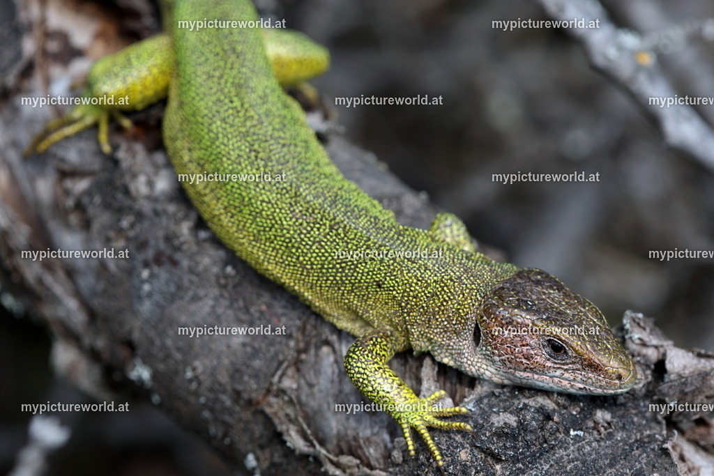 Smaragdeidechse-159 | Das Bilderarchiv über Tiere, Planzen und Landschaften. In der Bilddatenbank finden Sie ein große Auswahl an hochwertigen Bilder für Ihre Werbung - Realisiert mit Pictrs.com