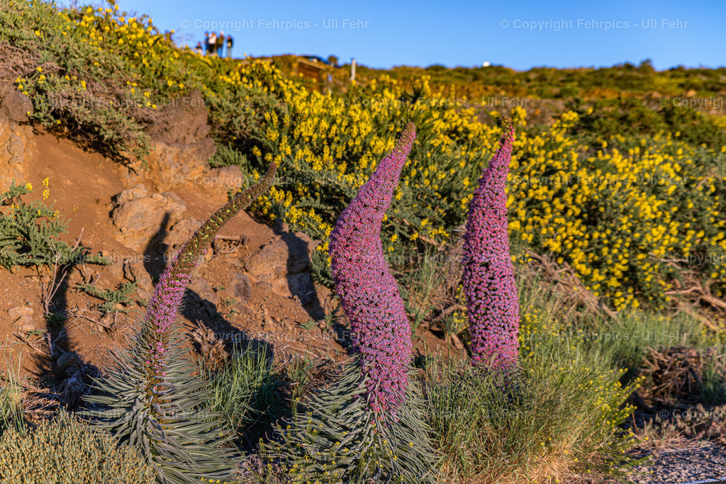 Tajinaste La Palma | Fehrpics - hochwertige Fotoprodukte rund um Landschaft, Natur, Sterne & Milchstraße. - Realisiert mit Pictrs.com