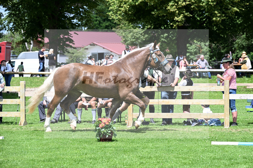 Kat-Nr. 51 Polly v. Verry_Schuetzinger_22240913 | hf-fotografie - Realizzato con Pictrs.com