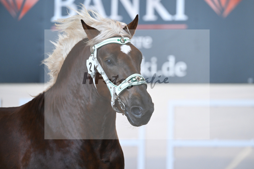Kat-Nr. 2 v. Dirill_Wittmann_2230158 | hf-fotografie - Realizzato con Pictrs.com