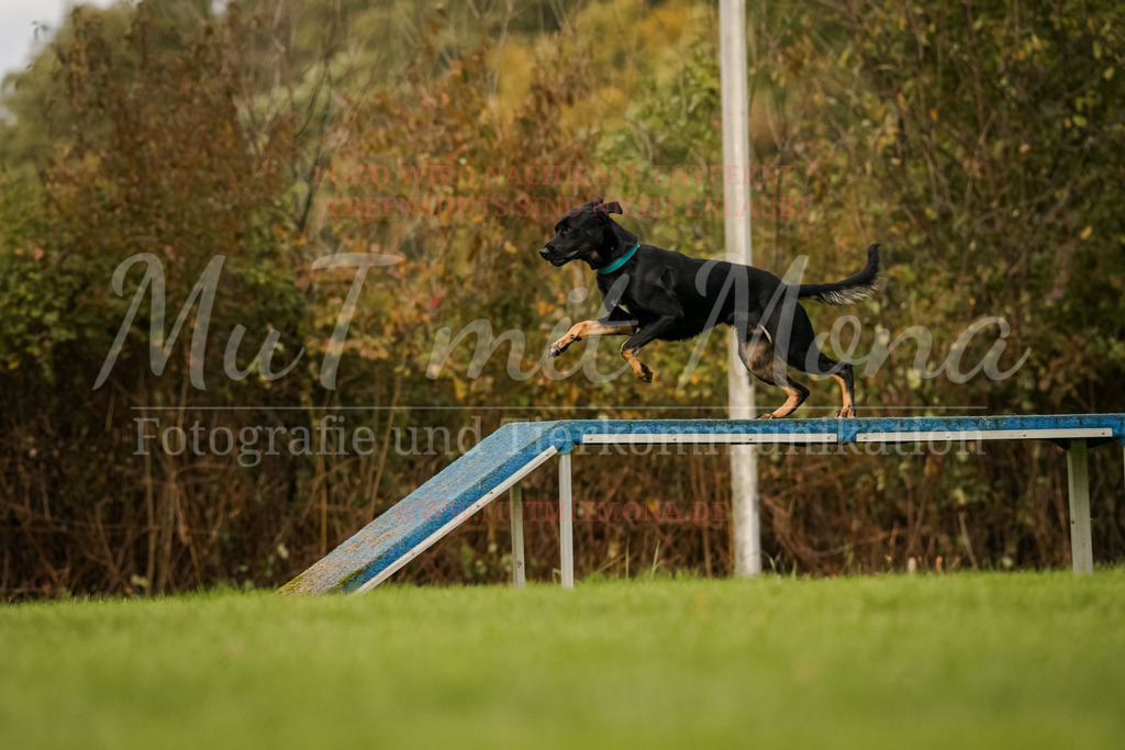 20251005_THS_Turnier-607 | MuT (Mensch und Tier) mit Mona - Fotografie und Tierkommunikation - Realisiert mit Pictrs.com