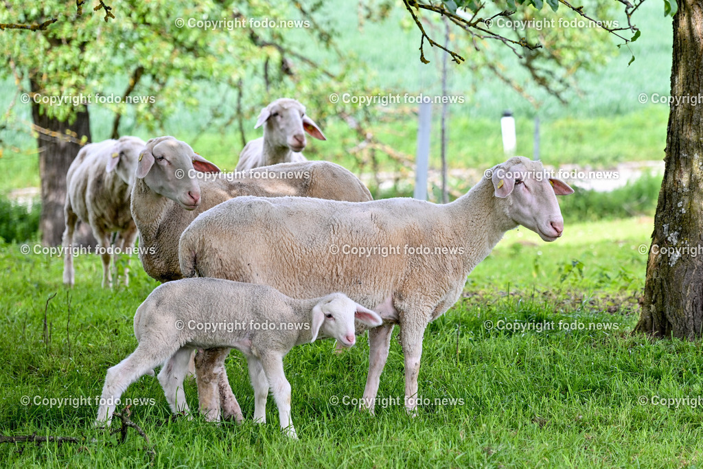 Bauernhof_ Landwirtschaft_ 08.05.2024-3 | 08.05.2024, Thening, AUT, Landwirtschaft, Bauernhof, im Bild Schafe, Schaf, Lamm, Bock, Tiere, Nutztiere, Freilandhaltung