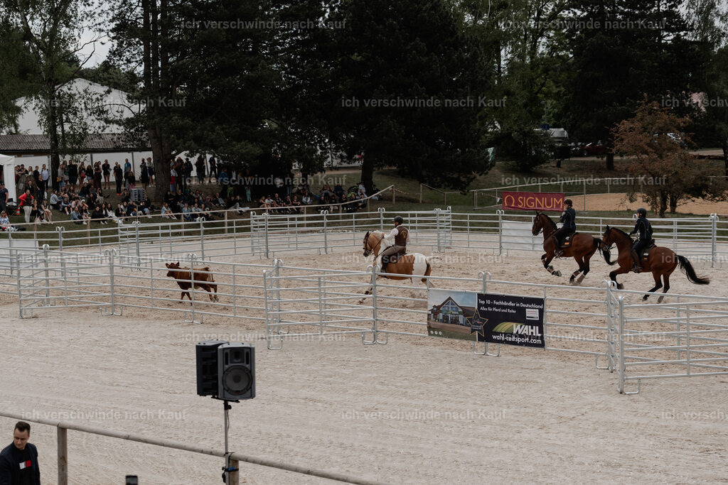 WE__Stoib_Rinder_PI2025_3173 | Pferd International München 2025