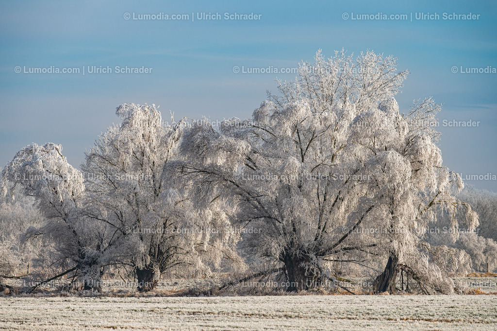 10049-13467 - Winterzauber im Großen Bruch | Stockfoto und Bilderpool mit Bildmaterial aus Deutschland, dem Harz, Halberstadt, Quedlinburg, Wernigerode und weltweit. Qualitativ hochwertige und professionelle Fotos anschauen und kaufen. - Realisiert mit Pictrs.com