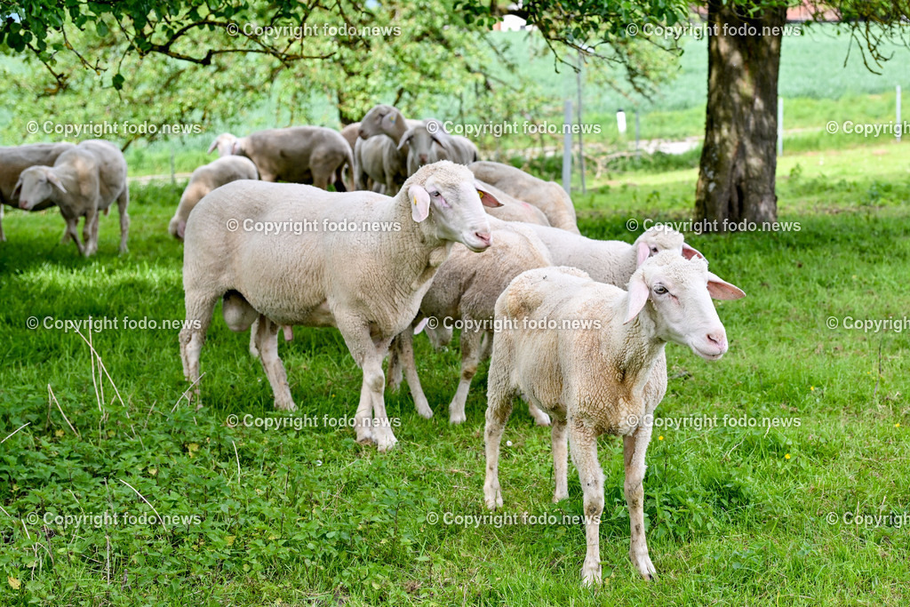 Thening_ Obstbauer Hirschvogel_ 07.05.2024-22 | 07.05.2024, Thening, AUT, Obstbauer Hirschvogel, im Bild Schafe am Hof Hirschvogel