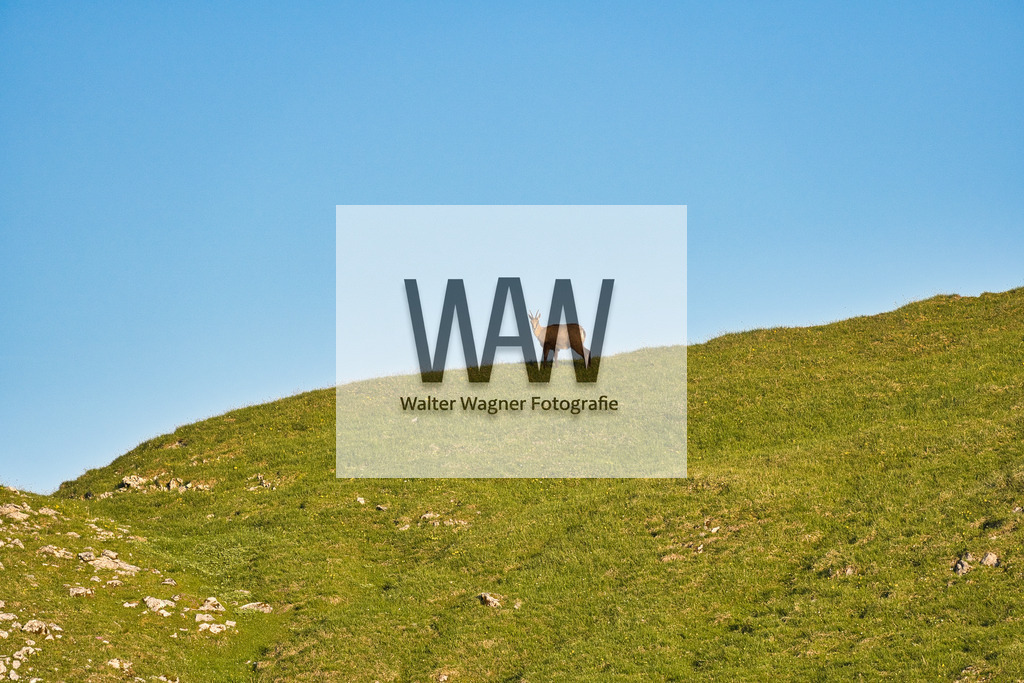 Neugierige Gams | walter-wagner-fotografie