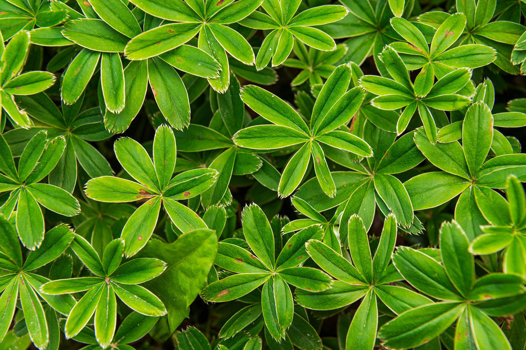 2023_08_13_HH-BOTANISCHER-GARTEN_MCP1440 | Hochwertig gedruckte Fotografien für die Wand, als Kalender und zum Verschenken. Hamburg & Norddeutschland und überall wo ich mit der Kamera unterwegs war.