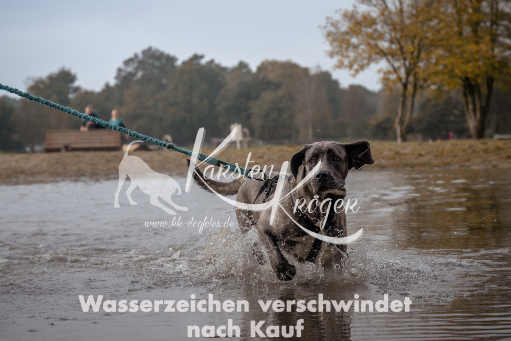 1119_ZZ93949 | kk-dogfotos