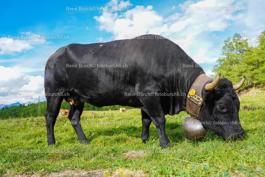 20220625-DSC09613 | René Burch leidenschaftlicher Fotograf aus Kerns in Obwalden.  Hier finden sie Sport, Landschaft und Natur Fotografie.
 - Realisiert mit Pictrs.com