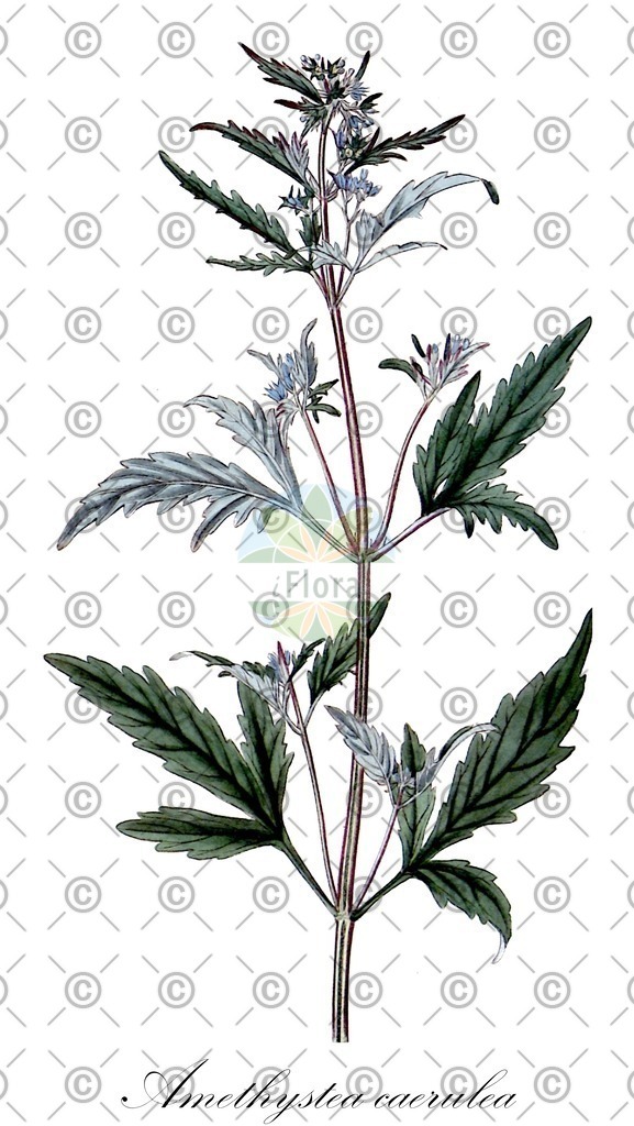HistAbb_wfo-0000962060_1_ENZY_Simple | Historische Abbildung von Amethystea caerulea - Lamiaceae | Historical Illustration of Amethystea caerulea - Lamiaceae