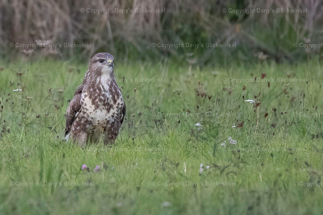 2022180 | Tierfotografie, Tierkalender, Tierbilder, Insekten, Spinnen, Vögel, Schmetterling, Libellen, Leinwand, Colorkey, Qualität, Geschenkartikel, Geschenk - Realisiert mit Pictrs.com