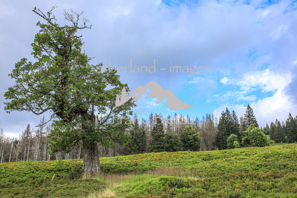 OE7A2597 | der Lindberger Schachten, einer der schönsten Schachten im Nationalpark Bayerischer Wald auf 1144m.