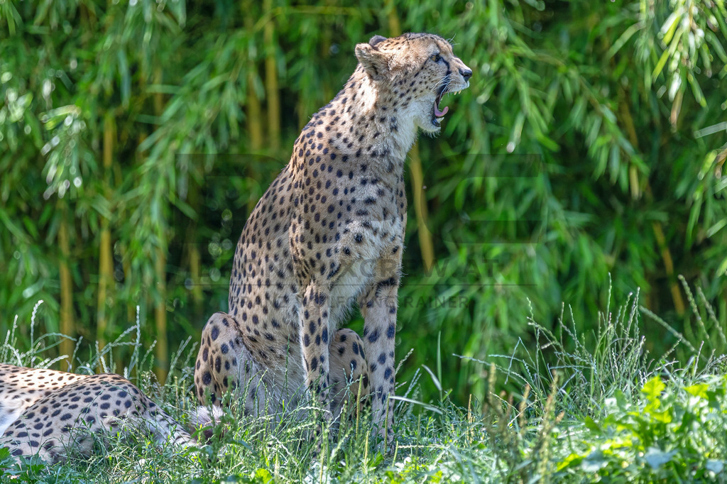 Gepard in Bewegung | Ein Gepard durchstreift das hohe Gras. Kraft, Eleganz und Geschwindigkeit vereinen sich in diesem Moment der Wildtierfotografie. - Realisiert mit Pictrs.com