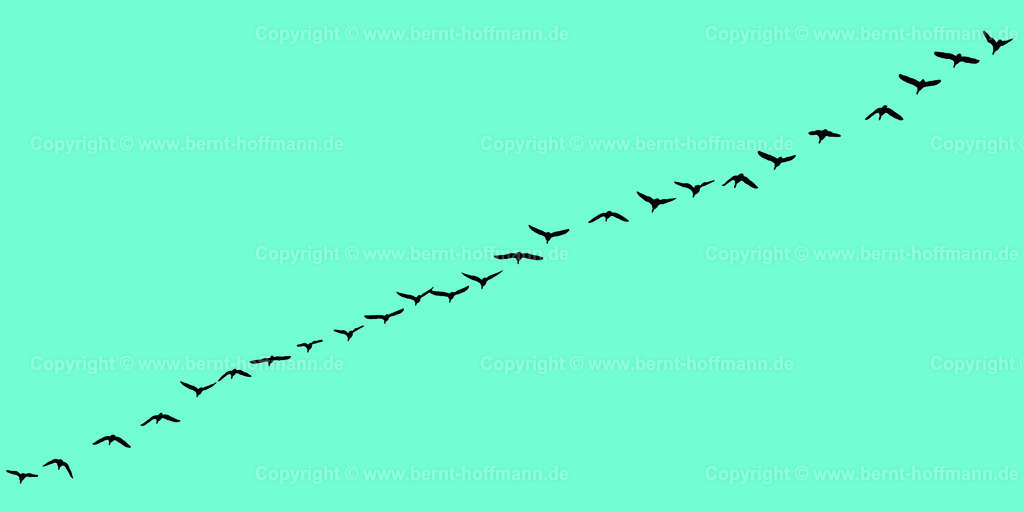 Pgrfk_Vogelzug_0881_72fed1_200x100 | bernt-hoffmann.de - Realisiert mit Pictrs.com